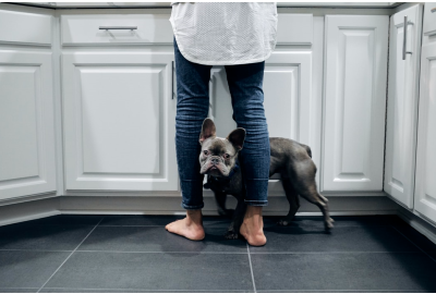 The best tiles for pets – Stone Tile Company’s guide 